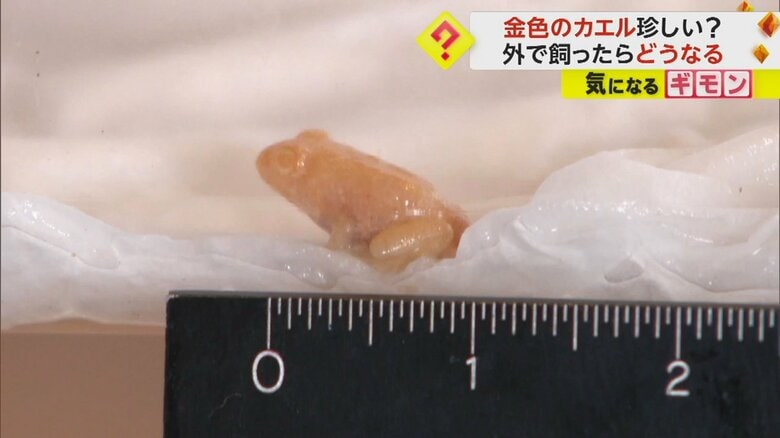 金色のカエルの体長を測ると…体調約1㎝