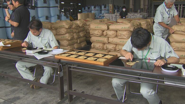 極早生品種「葉月みのり」の検査