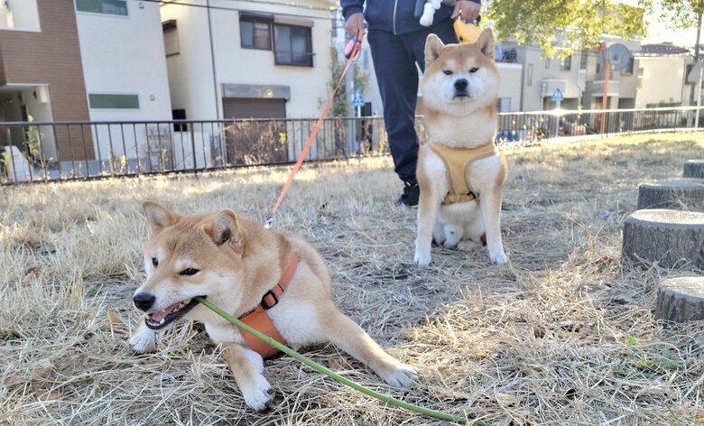 マイペースなこむぎくんとやんちゃなわらびちゃん
