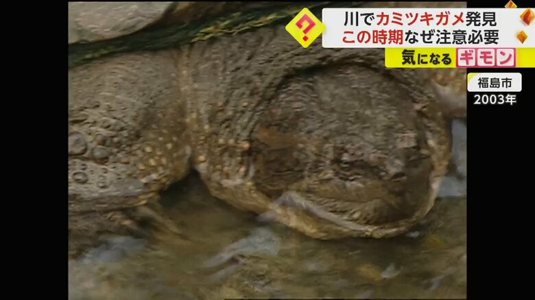 70cmのカミツキガメ捕獲 産卵時期で非常に攻撃的 環境省注意喚起「見つけたらバケツを被せ重しを」 福島・いわき市｜fnnプライムオンライン