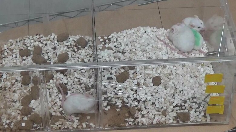 実験の様子（出典：理化学研究所）