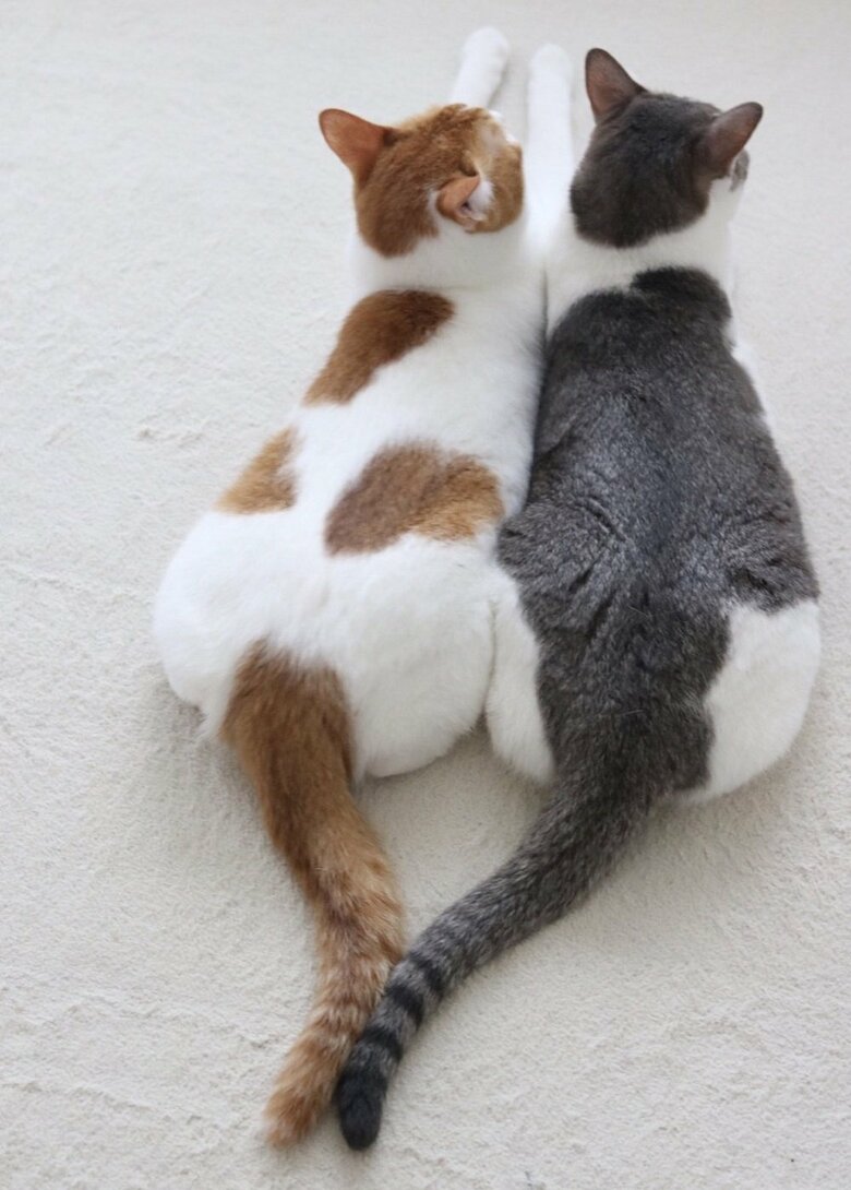 ピッタリくっついた後ろ姿