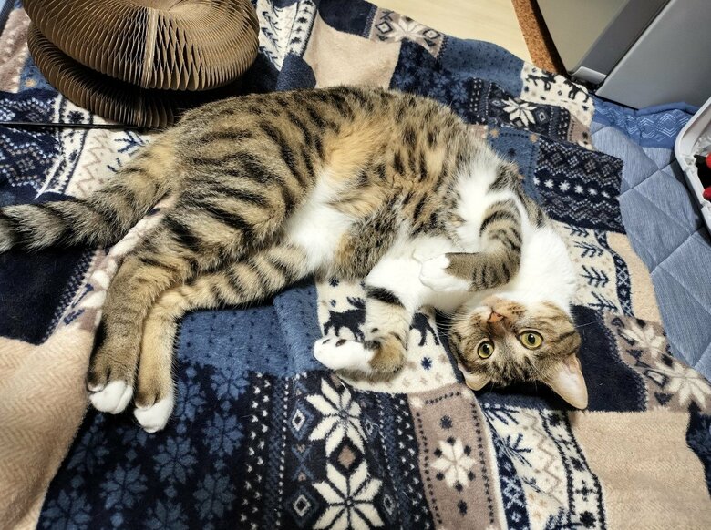 提供：猫のテトさん