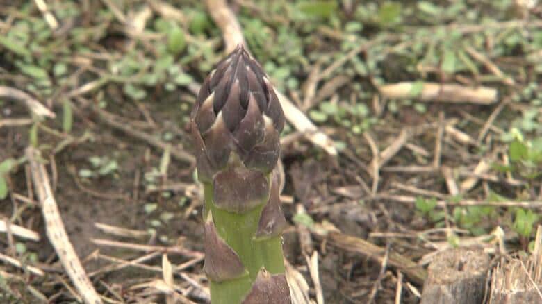 作物に低温の影響が