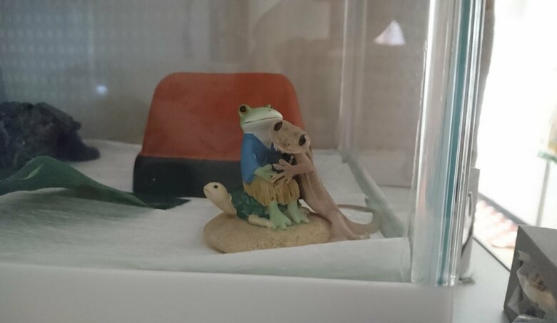 初めて撮ったヤモヤモちゃんの写真がこちら