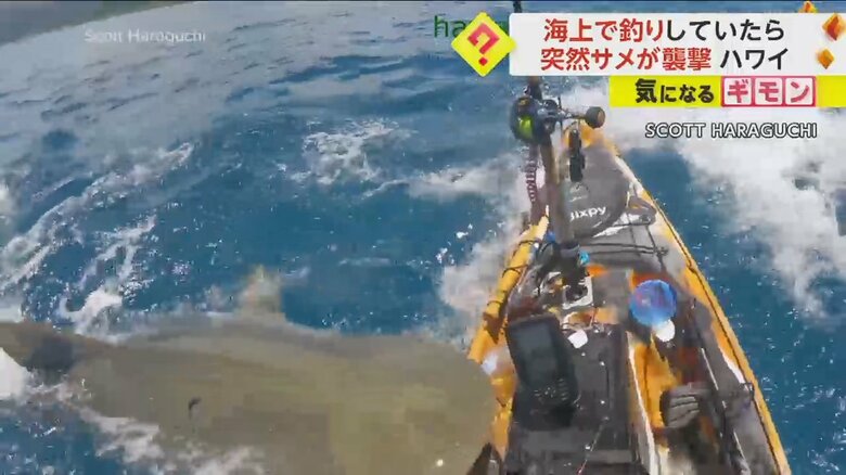 カヤックを巨大なイタチザメが襲撃する瞬間の様子⑦