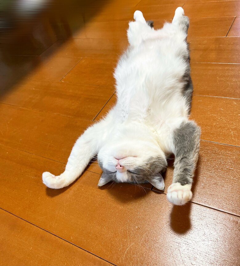 提供：いずもん/まろ様さん