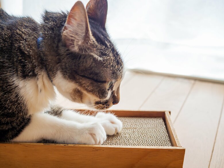 （画像はイメージ）