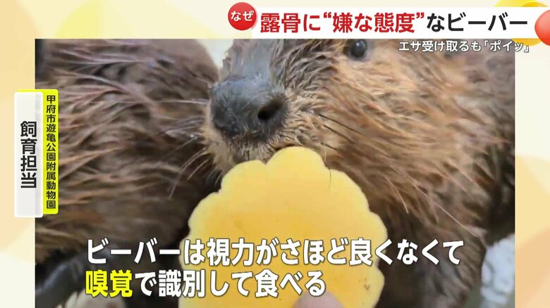 「ビーバーは視力がさほど良くなくて、嗅覚で識別して食べる」と話す飼育員