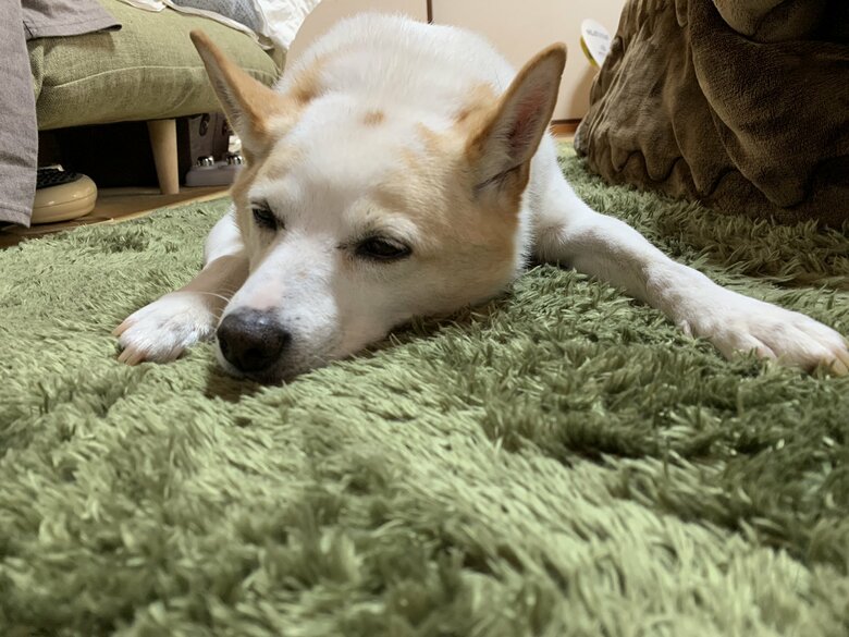 ぺちゃんこのポーズで和むレオくん