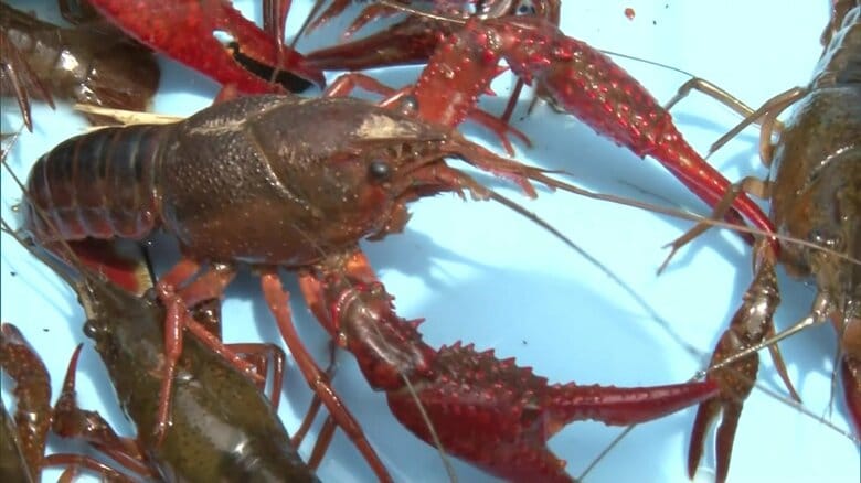 卵を1日に約400～1000個も産む