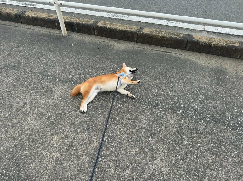提供：わさび一族さん