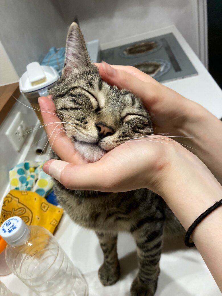 提供：かぎしっぽすず&つむぎさん