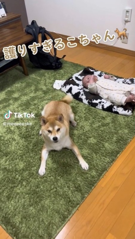 提供：柴犬こちゃんさん