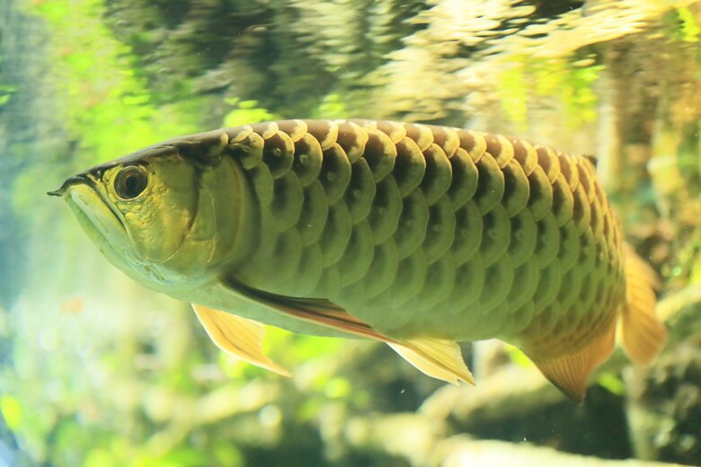 「竜」に似ている生き物たち　「アジアアロワナ」（提供：サンシャイン水族館）