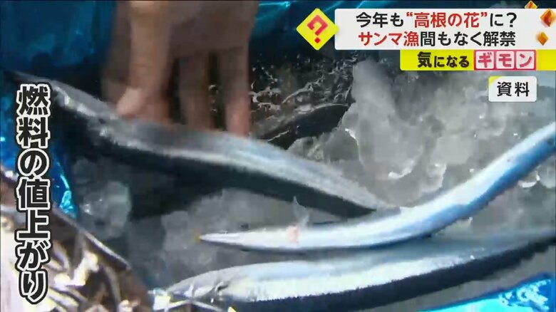 水揚げされたサンマ