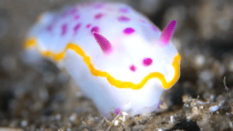 色鮮やかでフォトジェニックなウミウシ