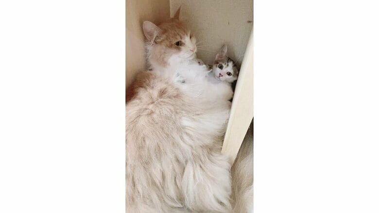 かわいがりすぎて、ひっつき虫