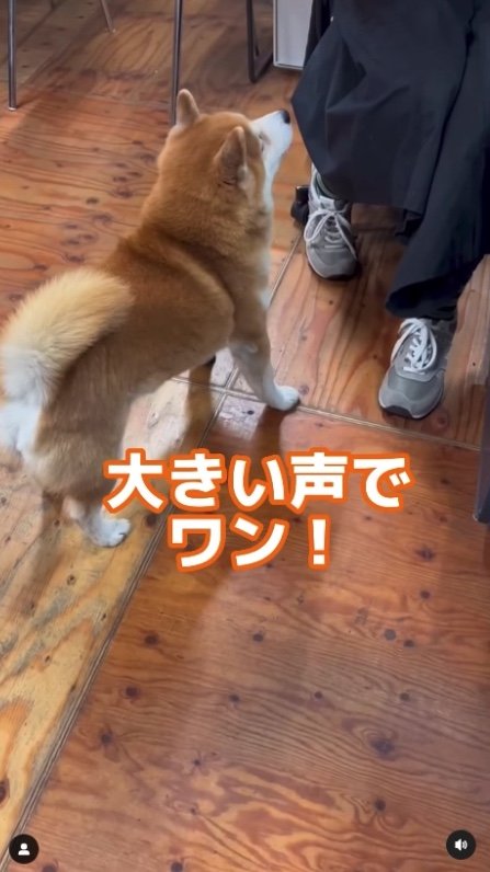 女性スタッフが「大き声でワン！」というと…（提供：エイトデザイン）
