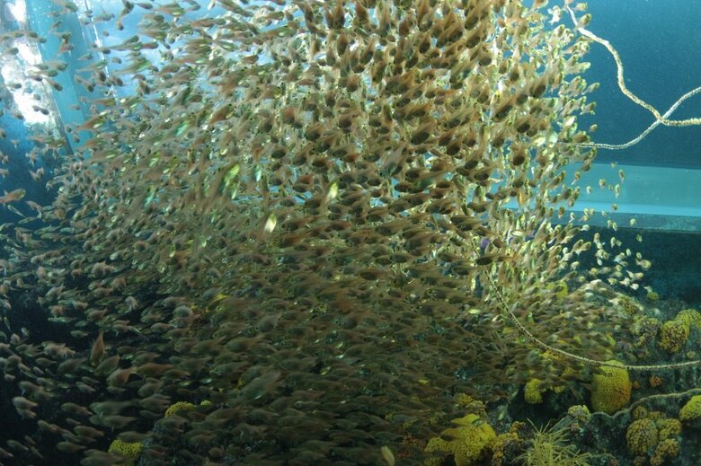 水中からのキンメモドキ（提供：アクアマリンふくしま）