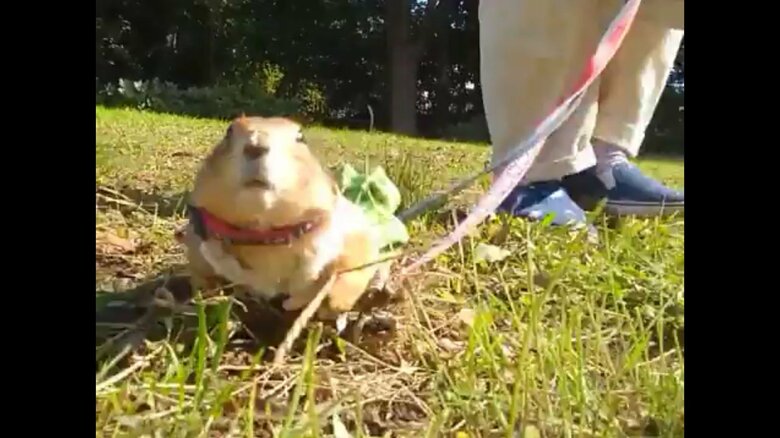 暖かい日差しを浴びながら散歩