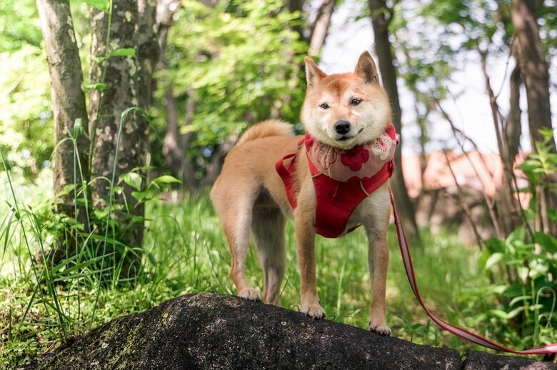 凜々しいはなこちゃん