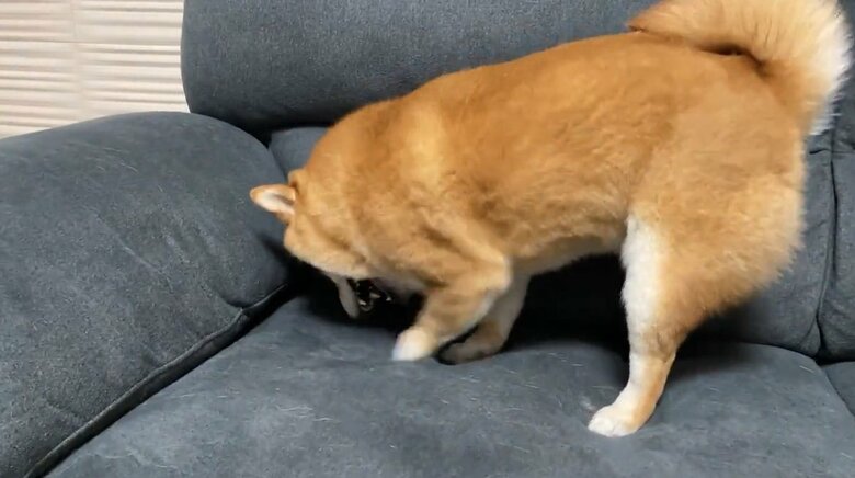 提供：うにandおからさん