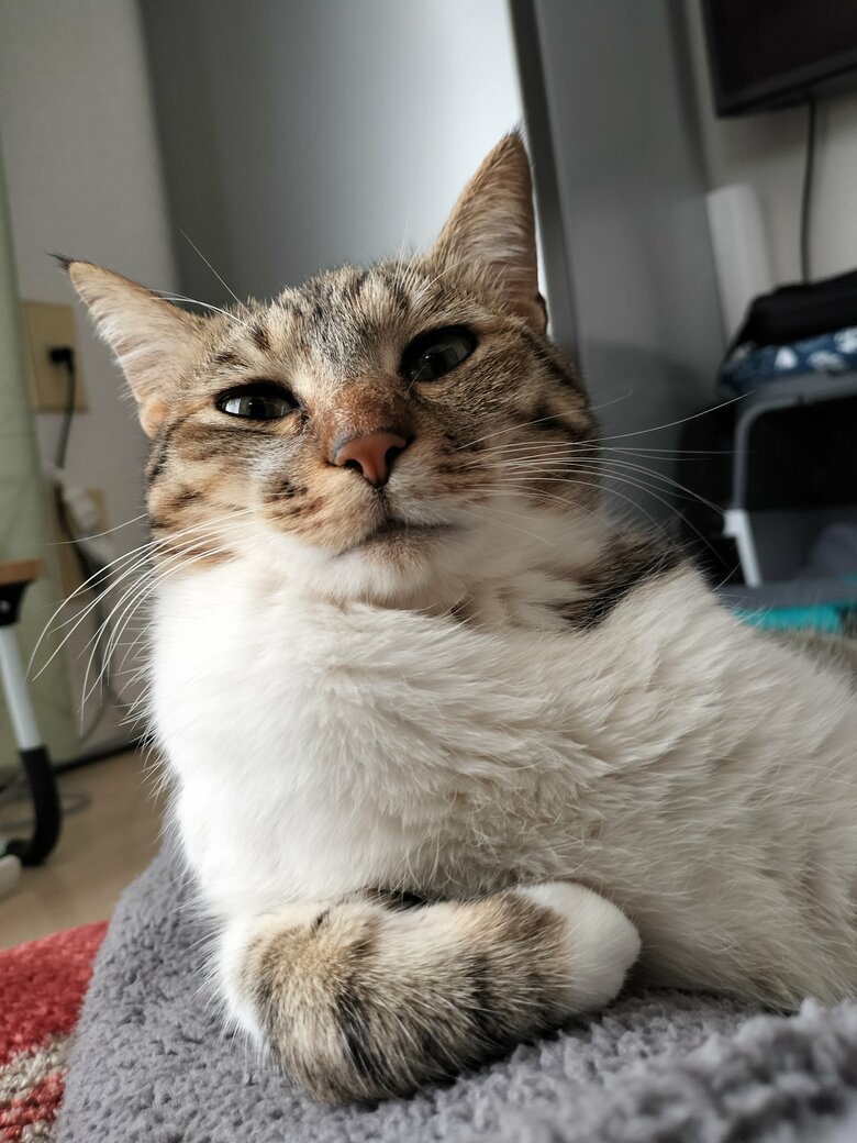 提供：猫のテトさん