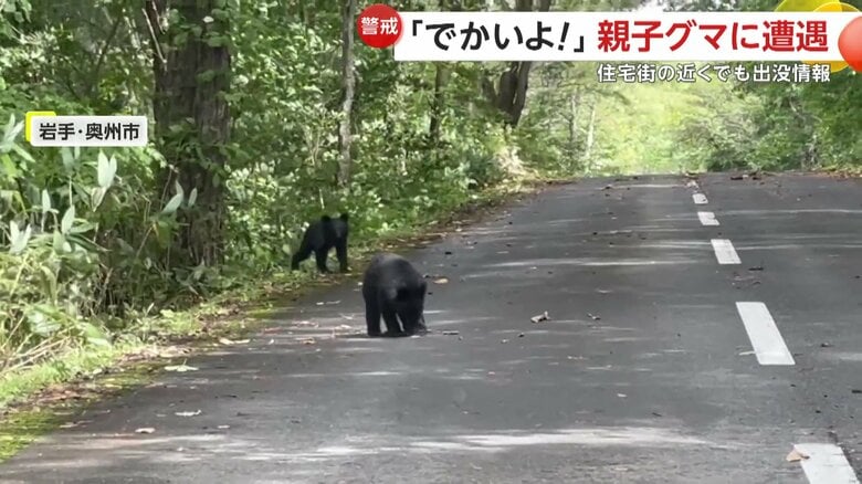 茂みから現れたもう1頭の子グマ
