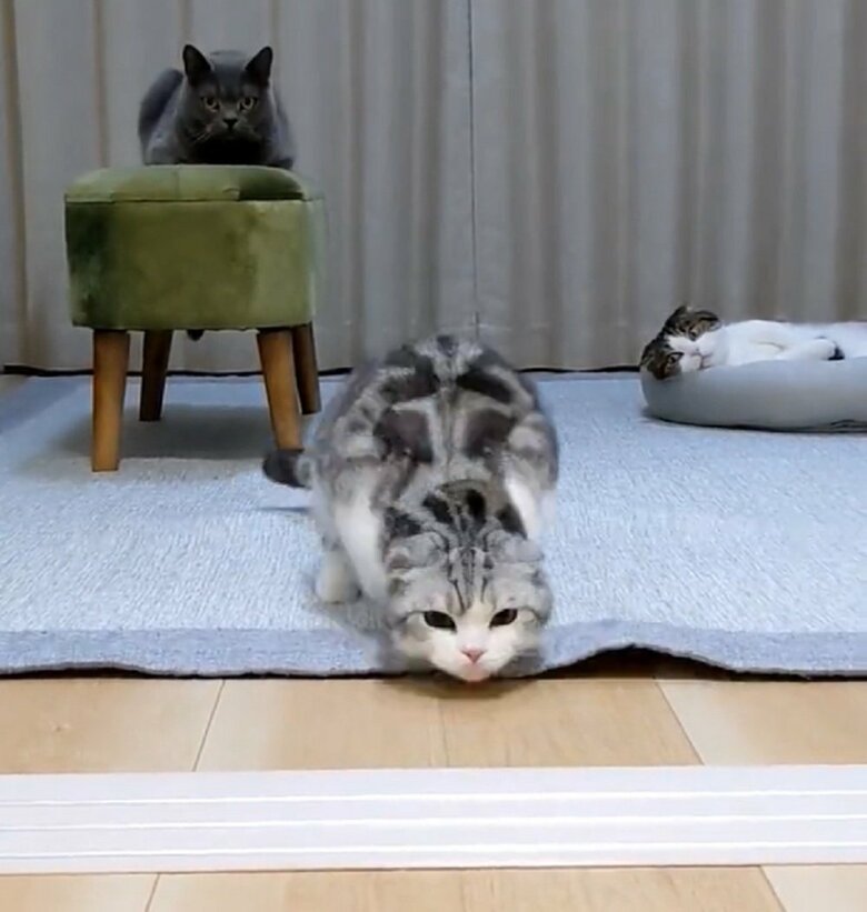 一時停止したかと思ったら、突進！