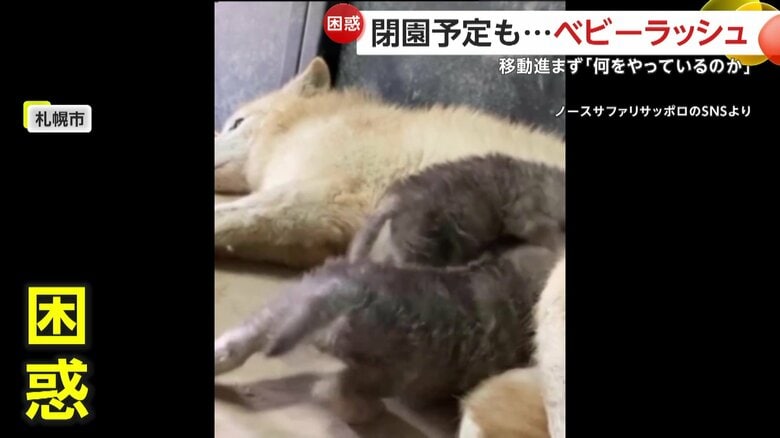 困惑の声も上がっているベビーラッシュを報告した動物園