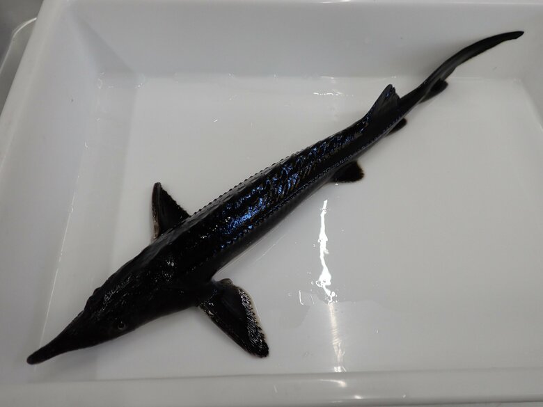 コチョウザメ（提供：近畿大学・水産研究所新宮実験場の稲野俊直准教授）