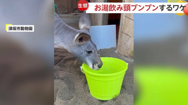 お湯を飲むエイトくん