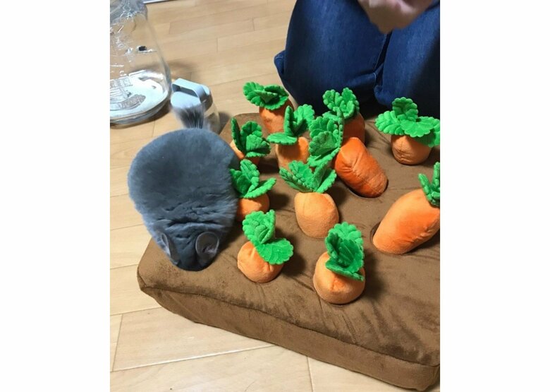 提供：金太郎の日常さん