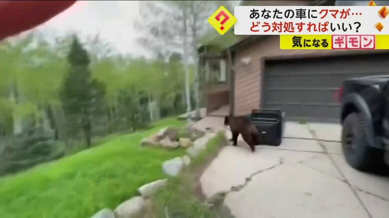 森の方へ逃げていくクマ（Colorado Parks and Wildlife/TMX）