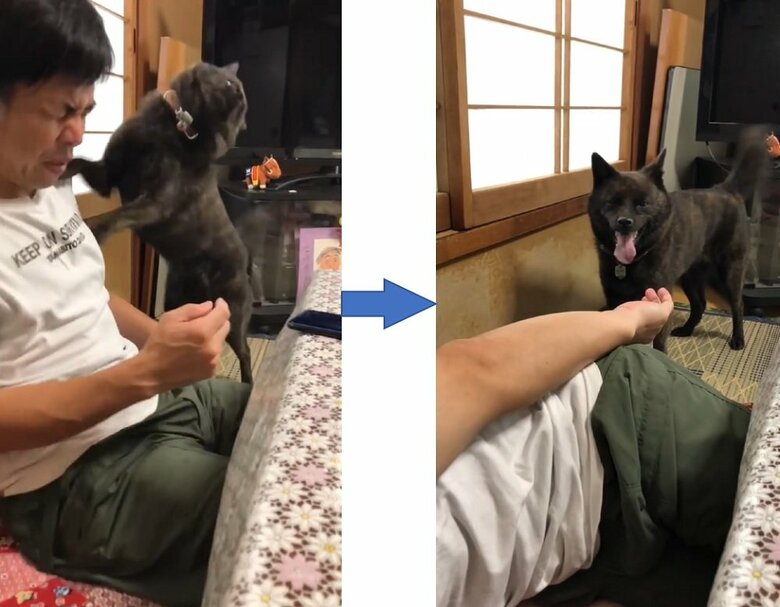 突撃に倒れるさだきちさんと、どこか満足気な様子のななちゃん