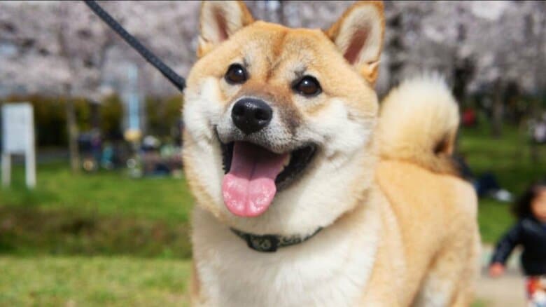 柴犬の麦ちゃん