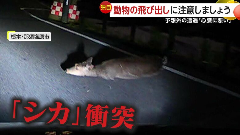 車と衝突した「シカ」