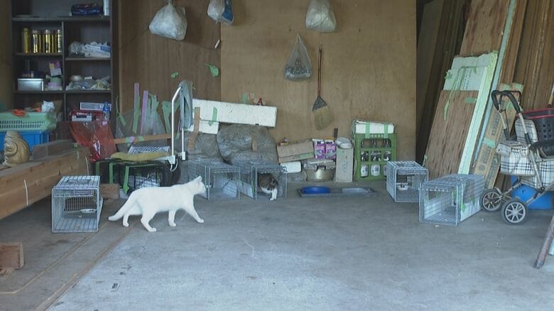 専用の捕獲器に入るネコ