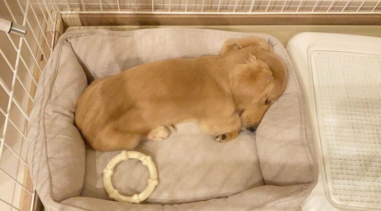 提供：___0516.wanさん