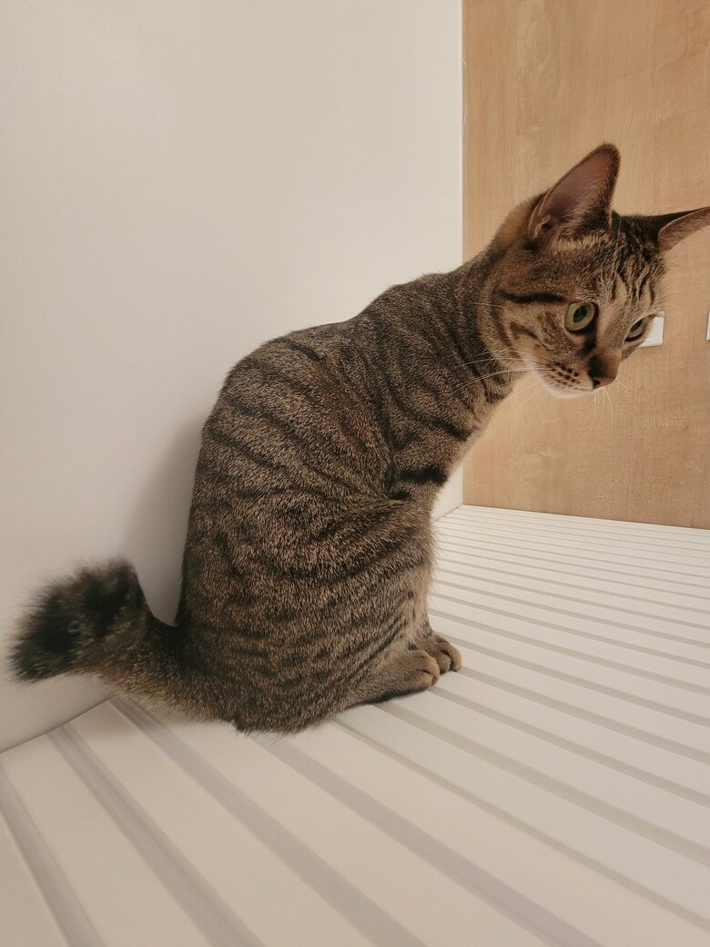 お風呂でおしり温めてる（提供：しぴこめさん）