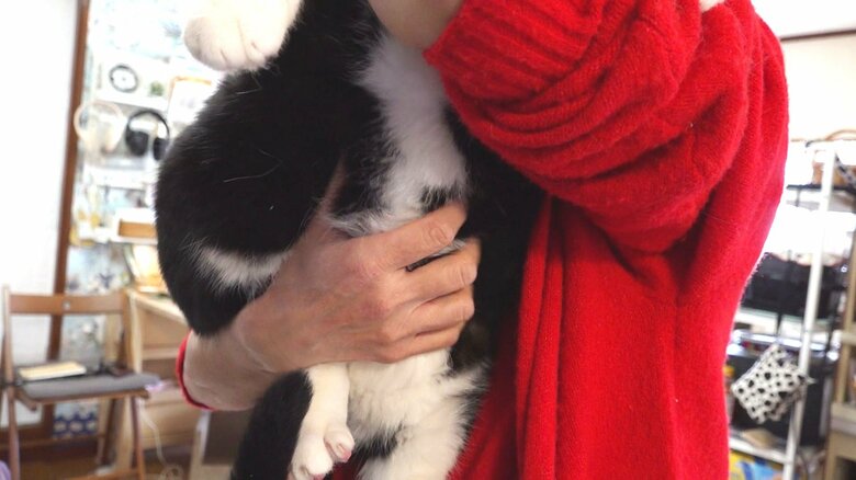 十兵衛君の魅力的なお腹