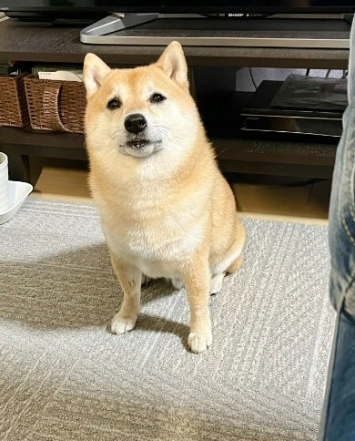 いい匂いが気になるこじろうくん