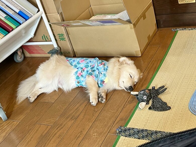アロハ姿のとろろくん
