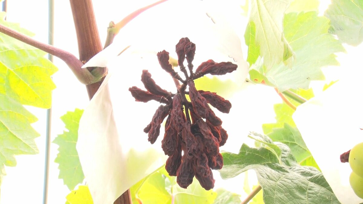 img_7e09ce0698c6bfcdf31794d117