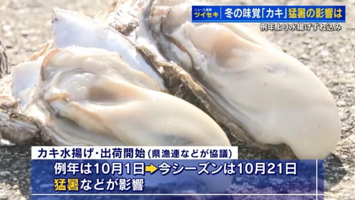 冬の味覚、広島の牡蠣 猛暑で待った分だけプリップリに 美味しさも凝縮