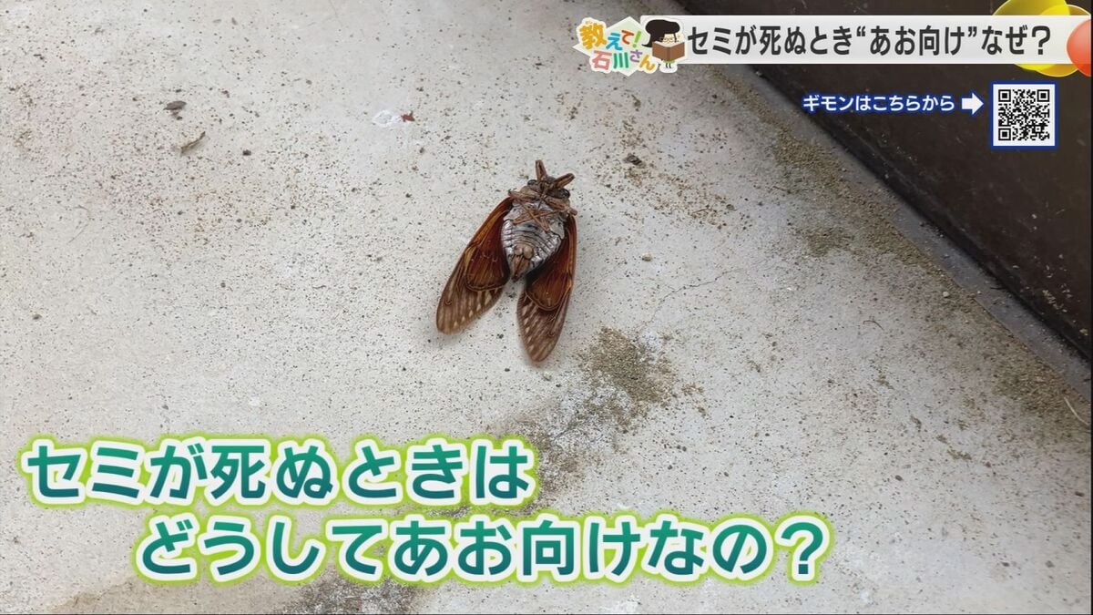 セミ が いない