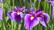 毛越寺「あやめまつり」開幕　3万株のハナショウブ　岩手県平泉町