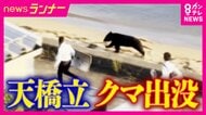 【現場報告】観光協会も「想定外」　日本三景・天橋立に“クマ”出没　海を泳ぎ砂浜を走り約6時間後に捕獲　観光地では“外国人”へのクマ周知も課題か