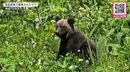 【緊急銃猟でクマ駆除】スキージャンプ台付近に居座るクマを緊急駆除 「人を見ても逃げないところが恐ろしい…」連日の出没で住民に危険迫りハンター発砲〈北海道士別市〉